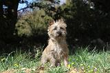 CAIRN TERRIER 081